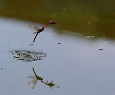 蜻蜓点水|蜻蜓点水的意思